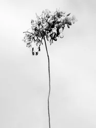 Tra i Fiori 78