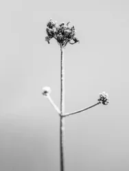Tra i fiori 7