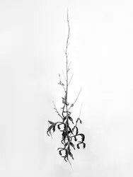 Tra i fiori 80