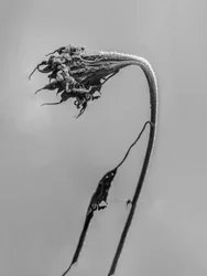 Tra i fiori 9