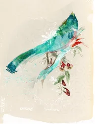 Silhouette di uccello