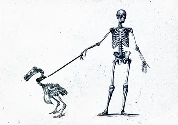 Passeggiando il mio dodo