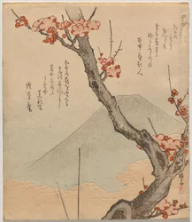 Albero di prugne con il Monte Fuji