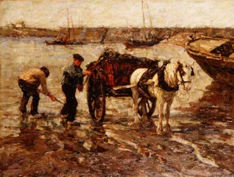 Raccolta di alghe