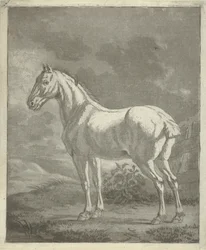Cavallo bianco in un prato