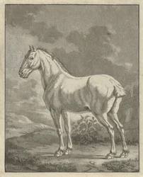 Cavallo bianco in un prato