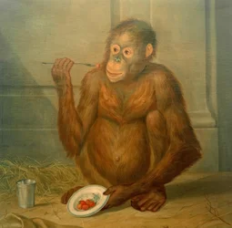 Orango, mangiando fragole