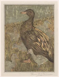 Anatra con pulcini vicino alla riva