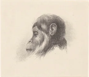 Testa di scimmia