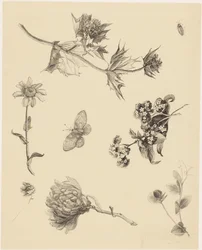Fiori e foglie