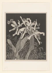Orchidee
