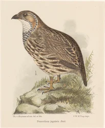 Pernice (francolinus jugularis)