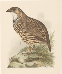 Pernice (francolinus jugularis)