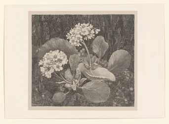 Primula nel muschio