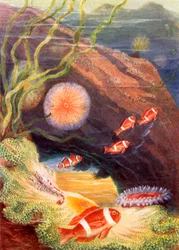 Il giardino del mare (litografia a colori)