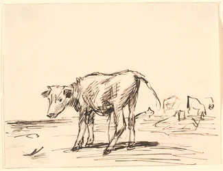 Un vitello