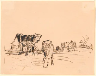 Mucche in un campo