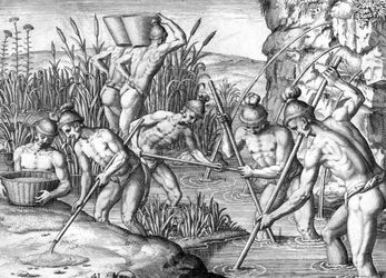 Indiano Timucua che raccoglie oro