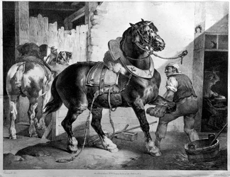 Ferratura di un cavallo da tiro