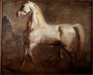 Studio di cavallo bianco in profilo sinistro