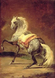 Cavallo grigio maculato