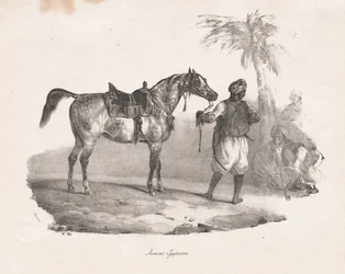 Cavalla egiziana, 1822