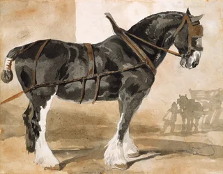 Cavallo nero bardato