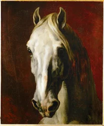 Testa di cavallo bianco ...