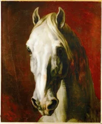 Testa di un cavallo grigio