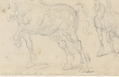 Studi sui cavalli