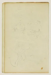 Schizzi della testa e delle zampe posteriori di un leone