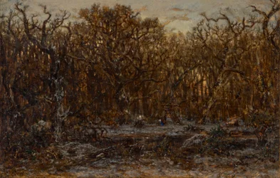 Foresta al tramonto in inverno