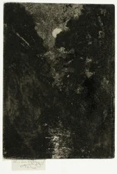 Alberi al chiaro di luna