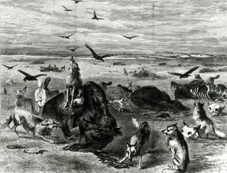 Massacro di bufali nelle pianure, da Harpers Weekly 1872