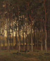 Veduta nel bosco