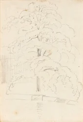 Studio di un albero sull