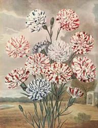 Picotees, c. 1802-1821