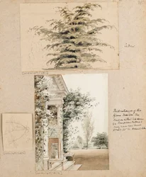 Studio di un cedro