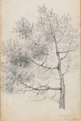 Studio di un pino a Merton (recto)