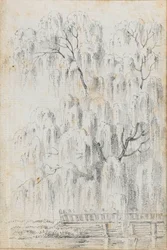 Studio di un albero che si protende sull