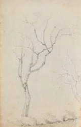 Studio di piccoli alberi con arbusti bassi sotto di loro (verso)