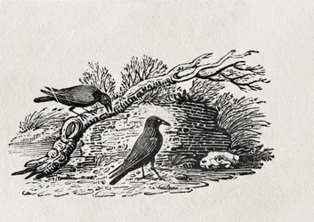 Corvi (Corvus corone corone) da 