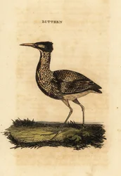 Tarabuso eurasiatico o tarabuso maggiore, Botaurus stellaris