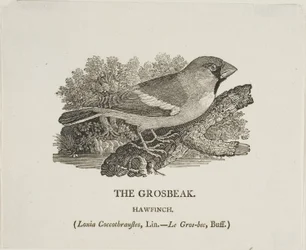 Grosbeak