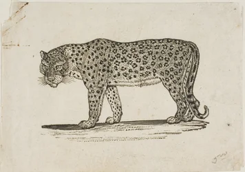 Leopardo