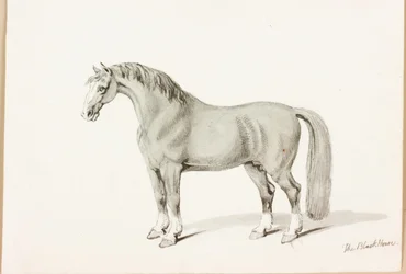 Il cavallo nero