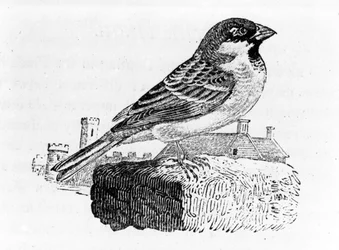 Il passero domestico, illustrazione da 