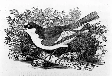 Il pigliamosche, illustrazione da 