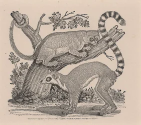 Due Lemuri, da "Storia Generale dei Quadrupedi"