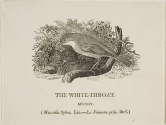 Gola bianca (uccello)